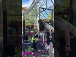 Greenhouse Container Gardens from BHG Walmart