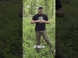 Wildlife Habitat | Transforming Forests with TSI and Fire #shorts
