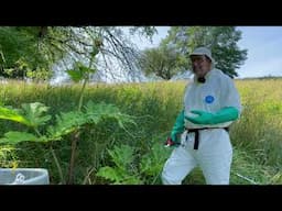 Giant Hogweed Umbel (Flower/Seedhead) Control