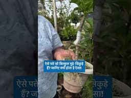ऐसे पत्ते जो बिल्कुल मुड़े सिकुड़े हैं जानिए क्यों होता है ऐसा! #MudePatte #PlantLeafCurl #DryLeaves