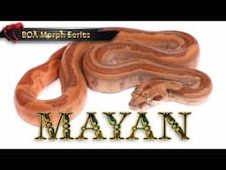 Mayan Boa Morph – A GAME-CHANGING Discovery in Boas!