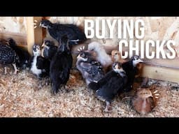 Where To Get Baby Chicks In 2025 | A Few Pros & Cons of Hatcheries, Breeders, Fertile Eggs, & More