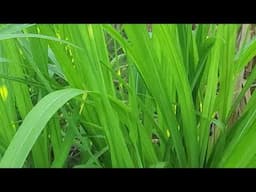 Sacate Cuba 22 a la venta en Santa Elena Usulutan El Salvador On  Wassap 7568 9205