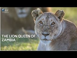 Lion Queen of Nakuru New Documentary 2021 - Our Climate.