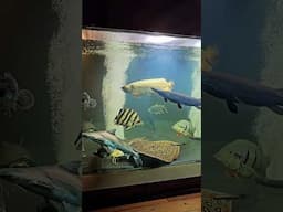 MONSTER TROPICAL FISH POND | FULL TOUR OUT NOW