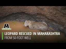 Watch the rescue of a 6-year-old leopard from a 50-foot well in Maharashtra's Ambe village.