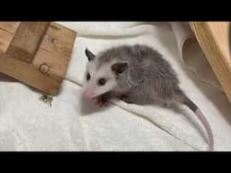 Tiny Orphaned Opossum Finds Home At Zoo