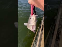 Another live release of a big catfish from a guide trip with me