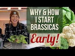 Why Start Broccoli and other Brassicas Early? (And How I Do It)
