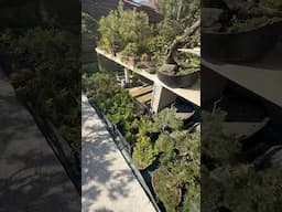 Je vous fais découvrir enfin mon jardin à Bonsaï !