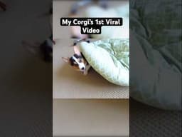 The Video That Made My Corgi Famous 🏅