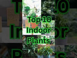 10 Best Most Popular Indoor Plants for Decoration | That Can Easy to Without Sunlight