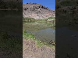 A Desert Oasis