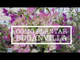 BUGANVILLAS: CÓMO CULTIVARLAS EN CASA