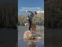 Nala stomps, zoomies, snow, swimming and rolling in fish 😆