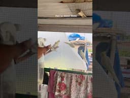 Cockatiel Breeding #shorts #lovebirds #viralvideo #pets #cockatiel #youtubeshorts