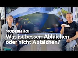Gibt es Laichverhärtung bei Koi oder was ist das? | Modern Koi Blog #7350