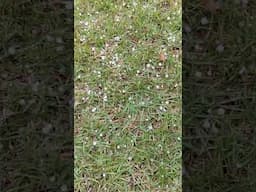 Chuva de granizo em Joinville