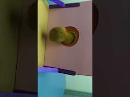 Challenge hamster to overcome obstacles p3 #hamsterstories #pets #shorts