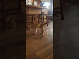 baby goat this morning