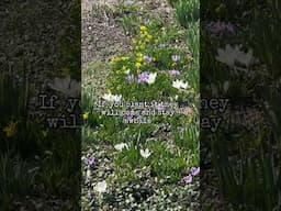 Early Spring Flowers That Keep Bees Buzzing #garden #ihavethisthingwithplants #flowers #gardening