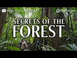 Secrets of the Forest | Full Documentary | NOVA | PBS