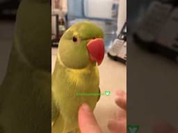 My Belly goes “BeepBeep” 🥹#shorts #talkingparot #birds #pets