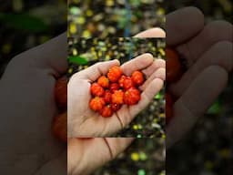 Surinam Cherry/Pitanga/సురినామ్ చెర్రీ #fruits taste #healthbenefits#cancerfood #tips#organicfarming