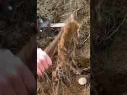 DIY Quickest Way to Remove Pesky Tree Roots From Retaining Wall Prep Excavation