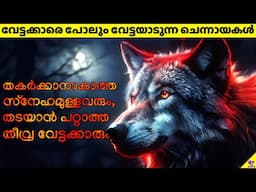 Wolf: The Apex Predators Born to Hunt And Survive Anywhere | 47 ARENA