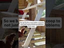 The Problem with Free Ranging Chickens!