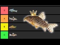 Ranking Corydoras From BEST To Worst!