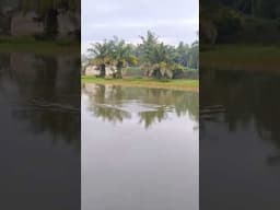 umpan tenggelam paling jitu #mancing #fishing #castinggabusbesar #uqi2017