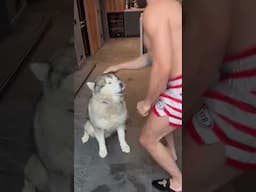 Andrew Tate NEWEST Video from House Arrest! Dog reveal #freetopg #andrewtate