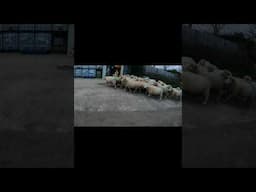 What Happens When A HGV Driver Tries Herding Sheep