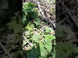 Learn to ID Plants at Farms