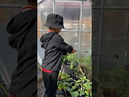 Do This and Your Plants Will Love You For It❤️ #gardening #growveggies