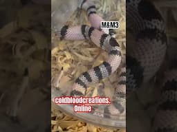 M&M3 Oreo Cookie Snake #coldbloodcreations #snake #milksnake