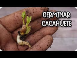 Como Germinar Cacahuetes O Maní En Casa - Cultivar Cacahuetes || La Huertina De Toni