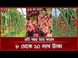 শখের বশে ড্রাগন চাষ, তাতেই কবিরের বাজিমাত | Dragon Farming | Agriculture | Pirojpur | Somoy TV