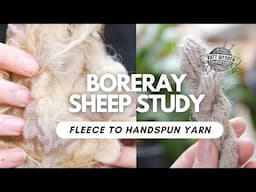 British Sheep Breeds | Raw Fleece to Handspun Yarn | Boreray |