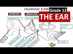 HUMAN EAR IN DETAILS: HUNAM EAR:HUMAN (EYE :GRADE 12 LIFE SCIENCES [THUNDEREDUC] BY M.SAIDI