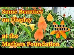 The Masdevallia Collection at the Mathers Foundation