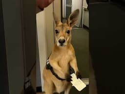El Kanguro se Subió al Avion!