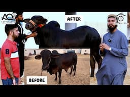 REVEALING Teddy Bear 2.0 with Before After RESULTS & Client Review | AQ Cattle Farm