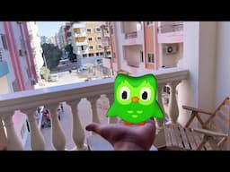 Mini Duolingo Ran Away from Home!