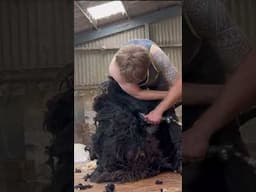 Shearing tiny sheep
