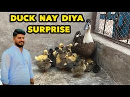 Duck Nay Atnay Saray Bachy Dy Diye ❤️ MASHALLAH Ronak Lag Gai