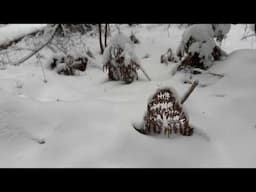 Сказка про зимний лес.