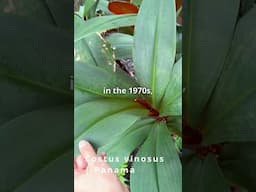 This Beauty Is Critically Endangered or Extinct In the Wild | Costus vinosus